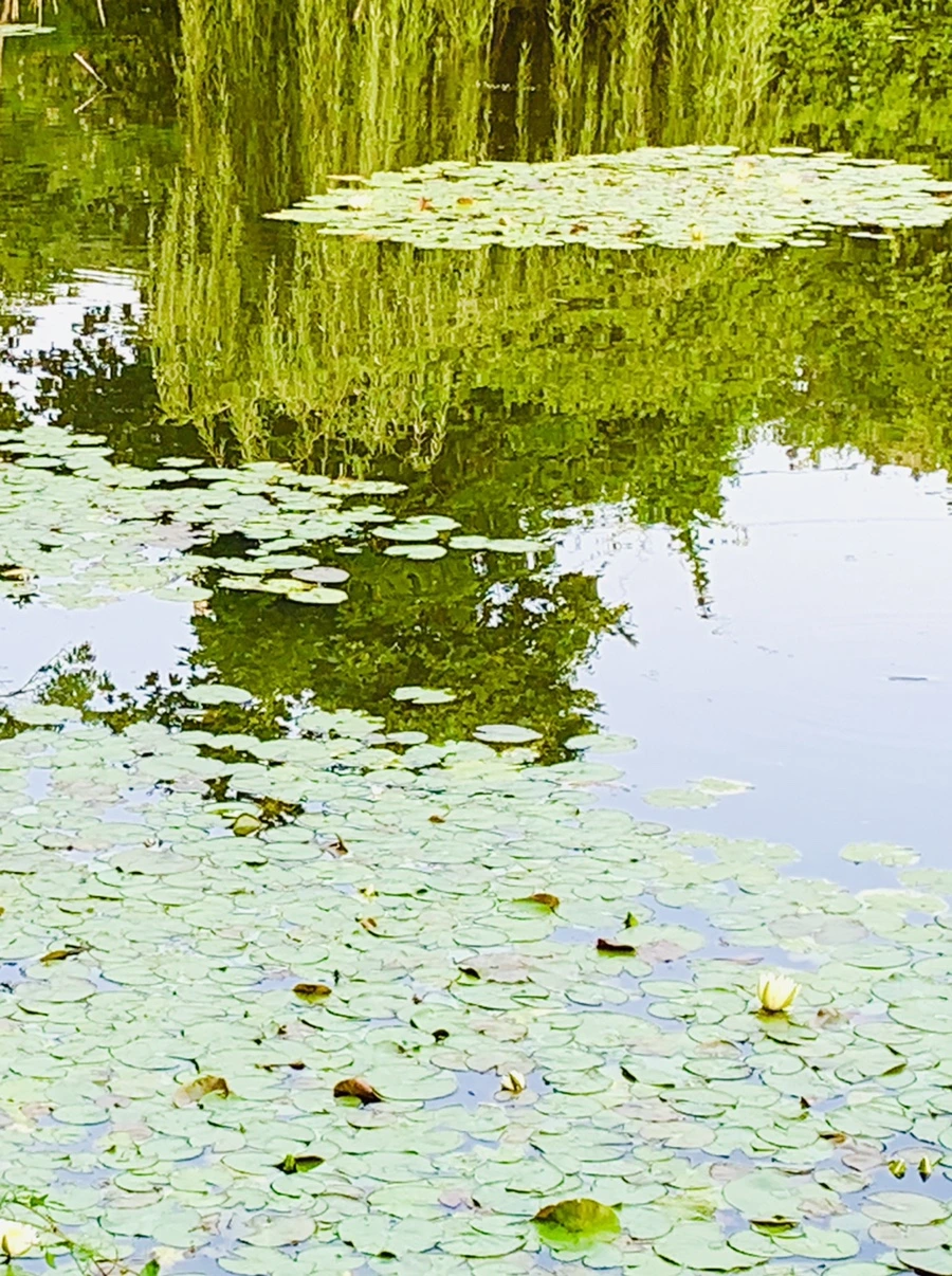 IMG_1674.jpg?type=w966