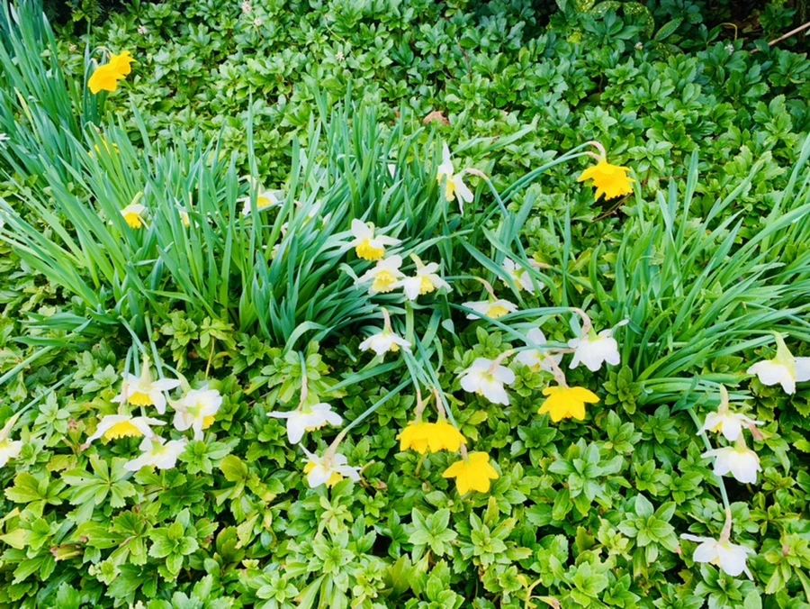 IMG_6086.jpg?type=w966