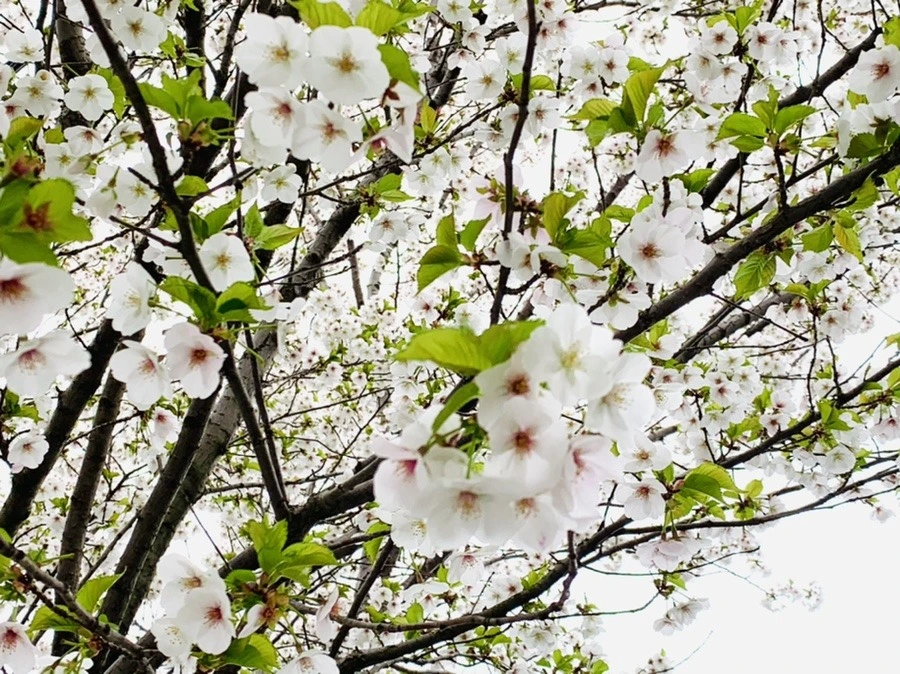 2gsXJpsM9TGJOuAszIzuEqL28SA