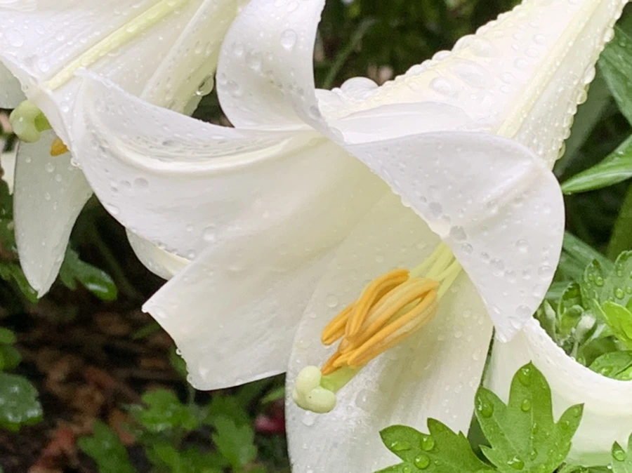 IMG_0118.jpg?type=w966