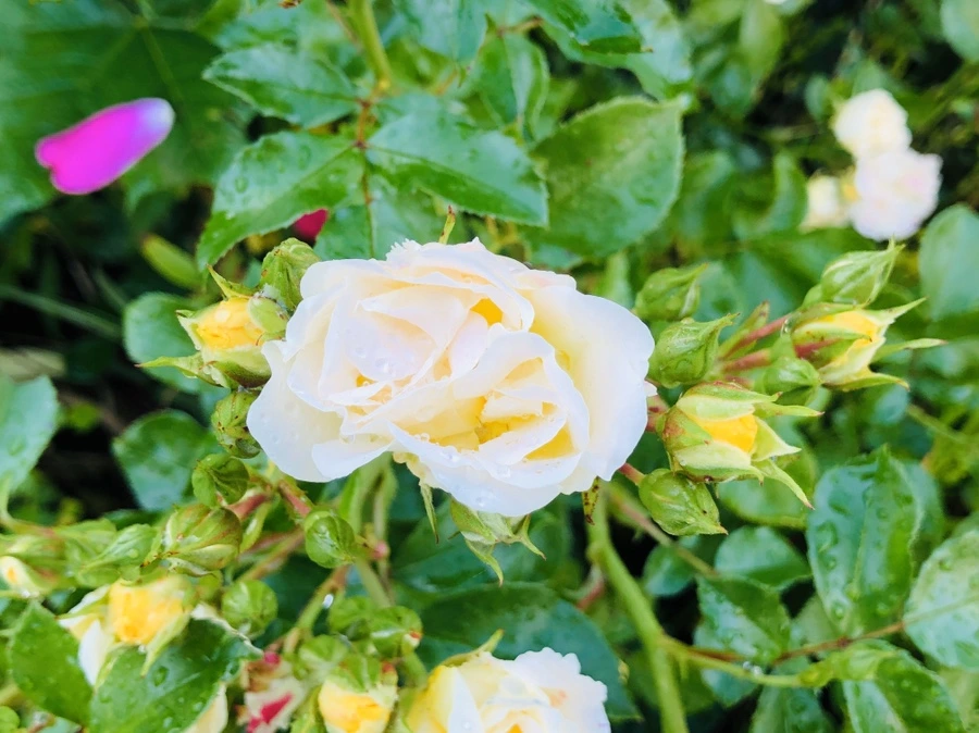 IMG_8252.jpg?type=w966