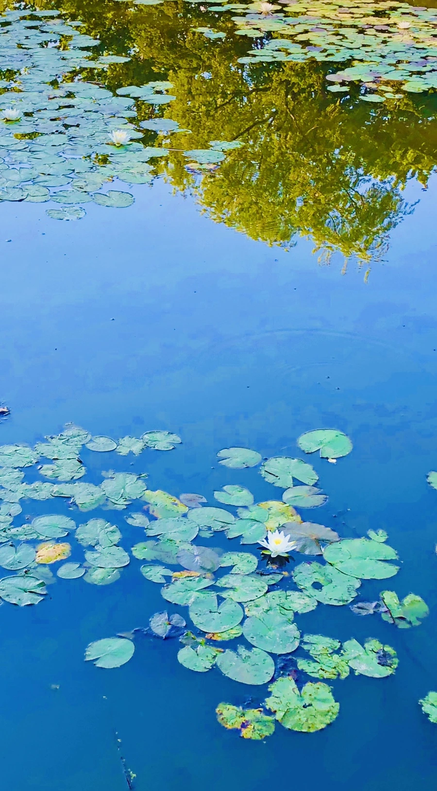 IMG_3744.jpg?type=w966