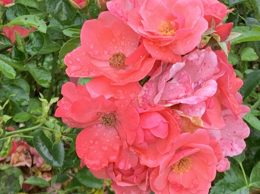 IMG_0938.jpg?type=w966