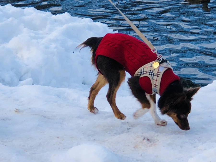 IMG_0889.jpg?type=w966