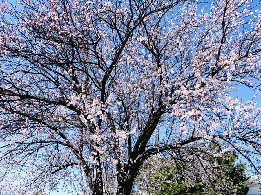 IMG_7916.jpg?type=w966