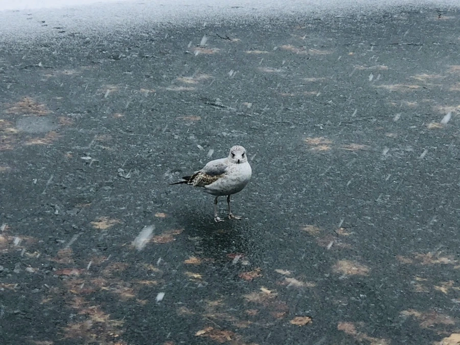 IMG_5956.jpg?type=w966