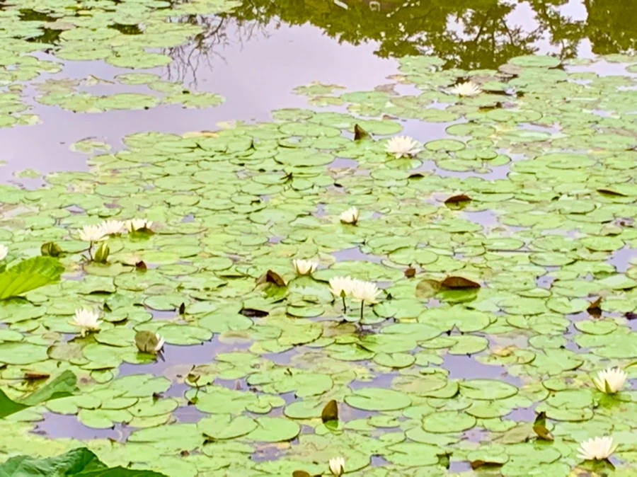 IMG_7815.jpg?type=w966