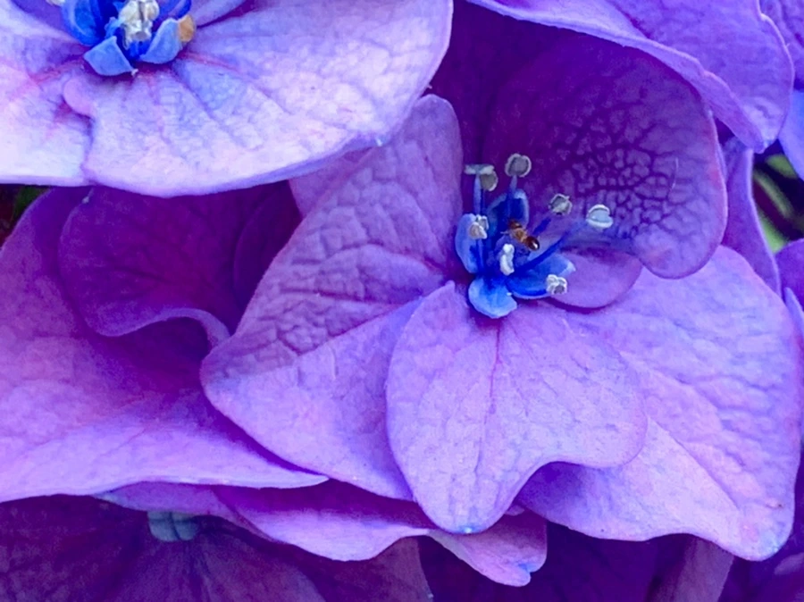 IMG_8767.jpg?type=w966