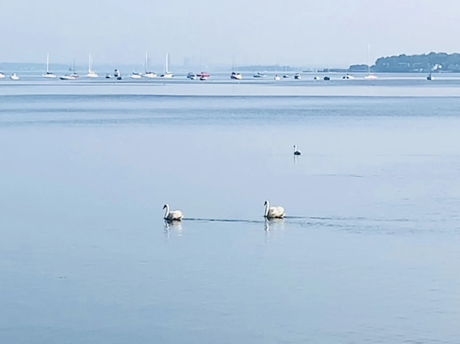 IMG_2026.jpg?type=w966