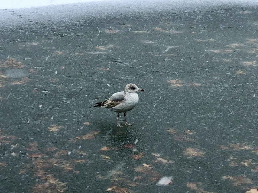 IMG_5957.jpg?type=w966