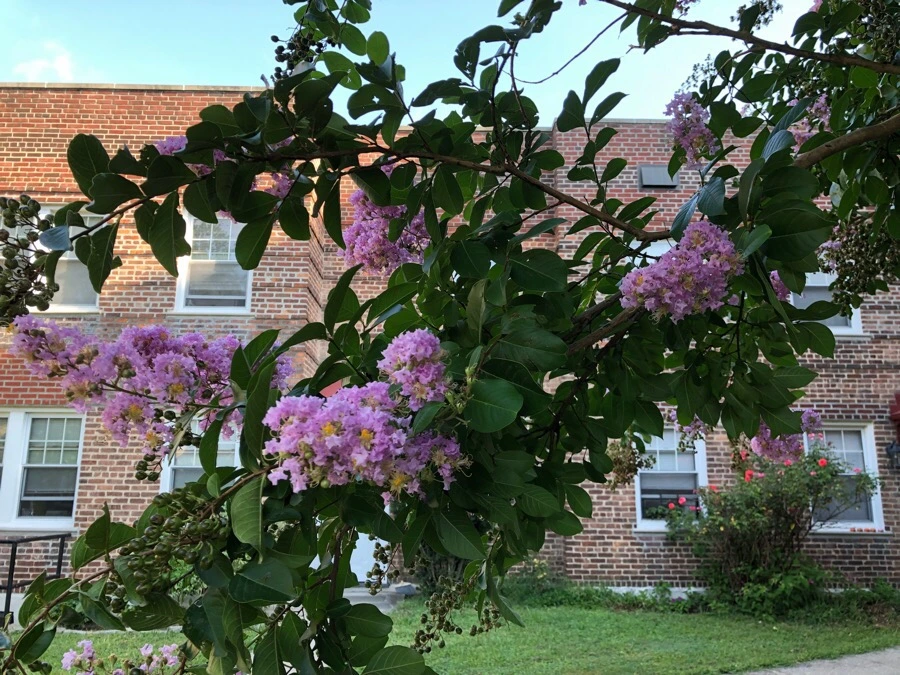 IMG_3794.jpg?type=w966