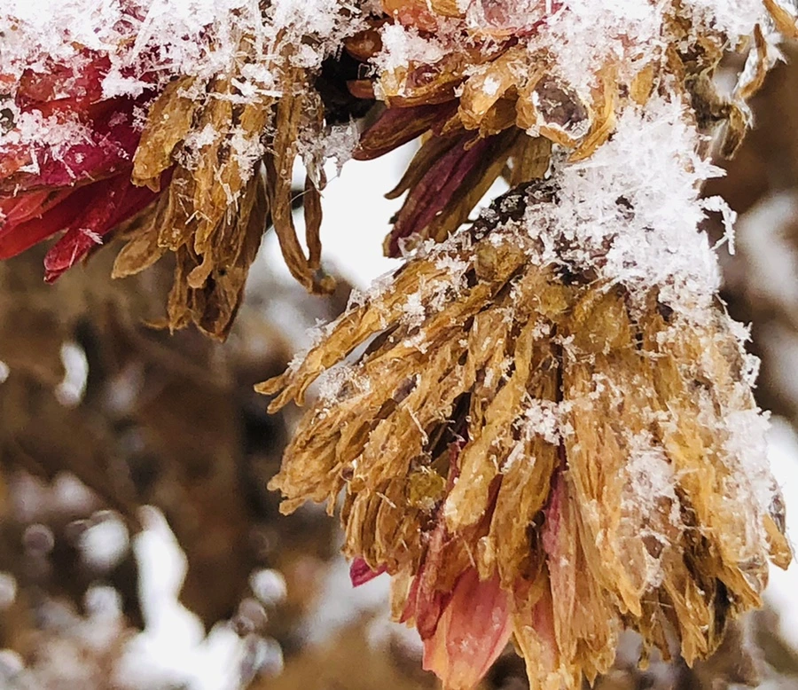 IMG_3449.jpg?type=w966