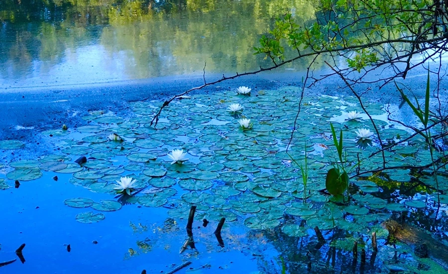 IMG_2279.jpg?type=w966