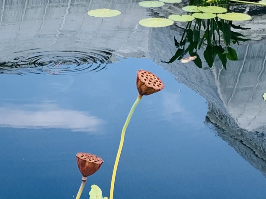 IMG_9104.jpg?type=w966