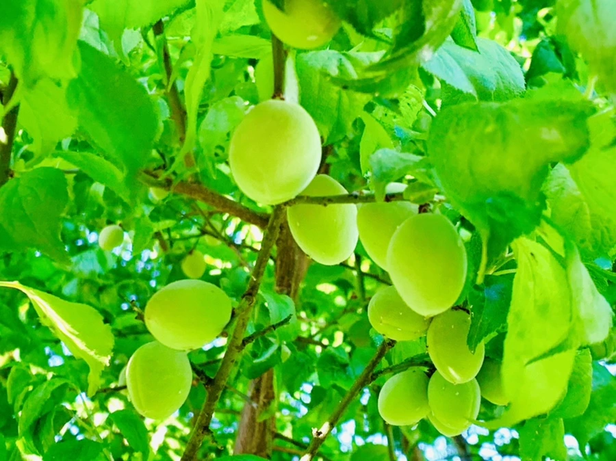 IMG_1952.jpg?type=w966