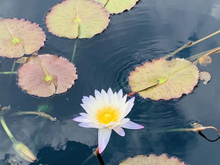 IMG_9124.jpg?type=w966