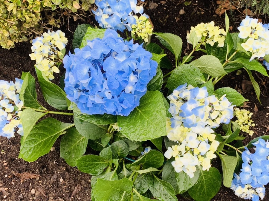 IMG_6292.jpg?type=w966