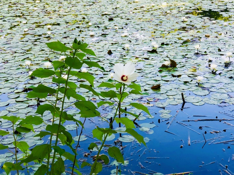 IMG_4956.jpg?type=w966