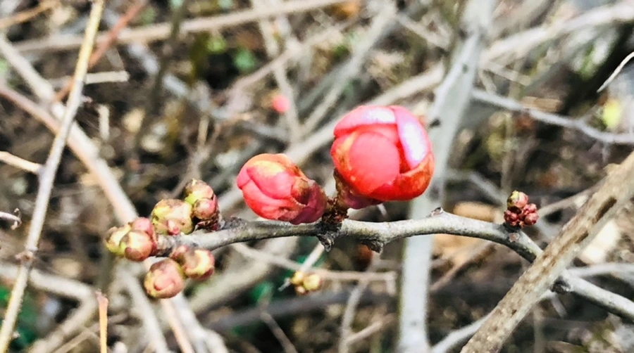 IMG_8805.jpg?type=w966