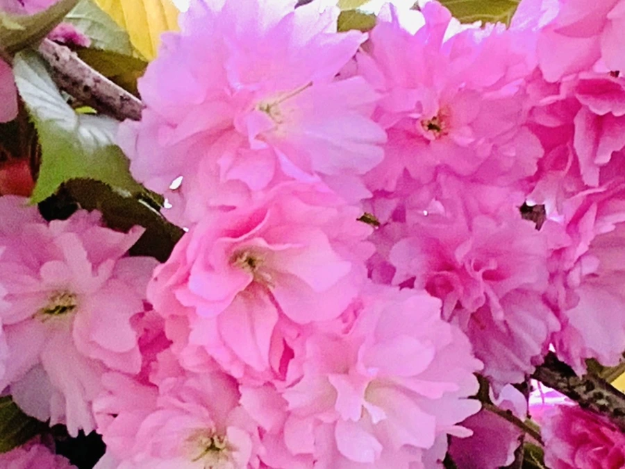 IMG_7387.jpg?type=w966