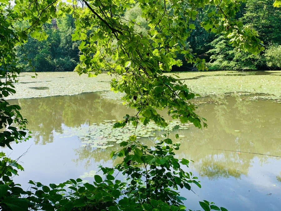 IMG_1267.jpg?type=w966