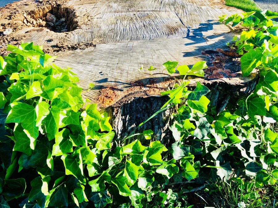 IMG_9087.jpg?type=w966