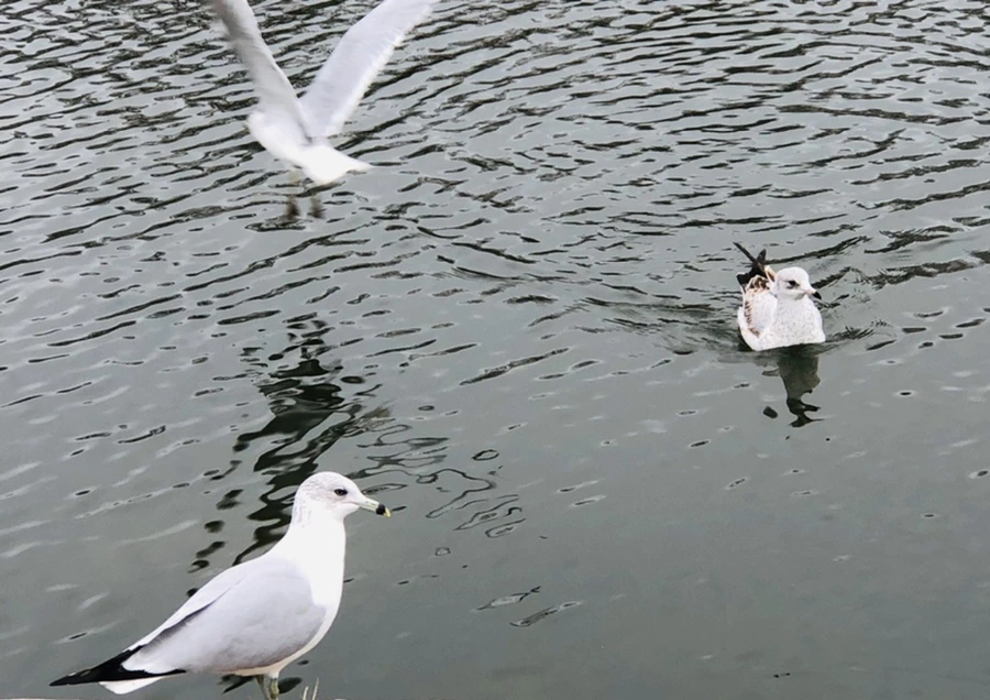 IMG_3308.jpg?type=w966