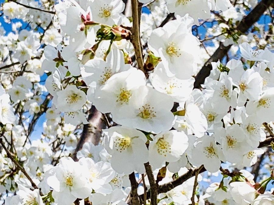 IMG_8394.jpg?type=w966