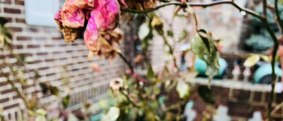 IMG_8583.jpg?type=w966