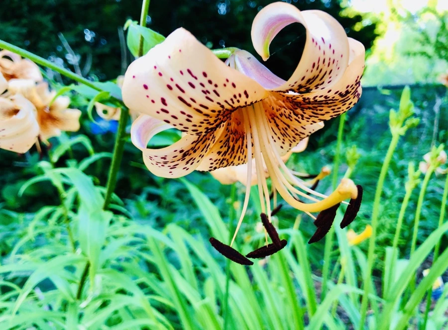 IMG_0391.jpg?type=w966