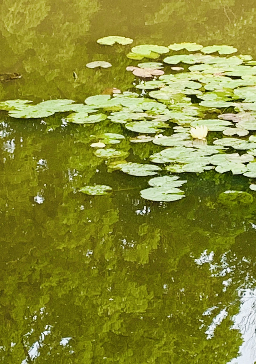 IMG_1670.jpg?type=w966