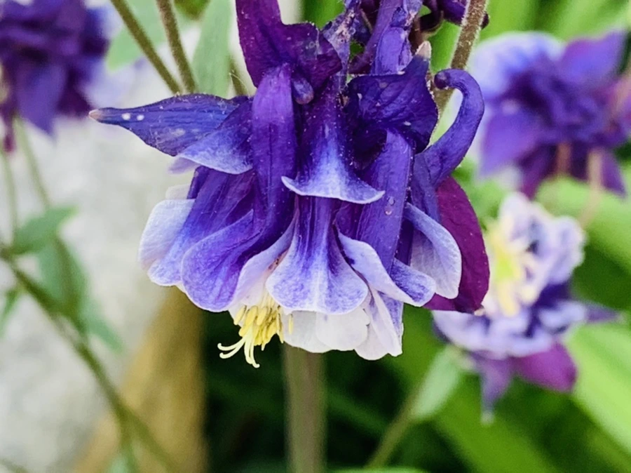 IMG_4497.jpg?type=w966