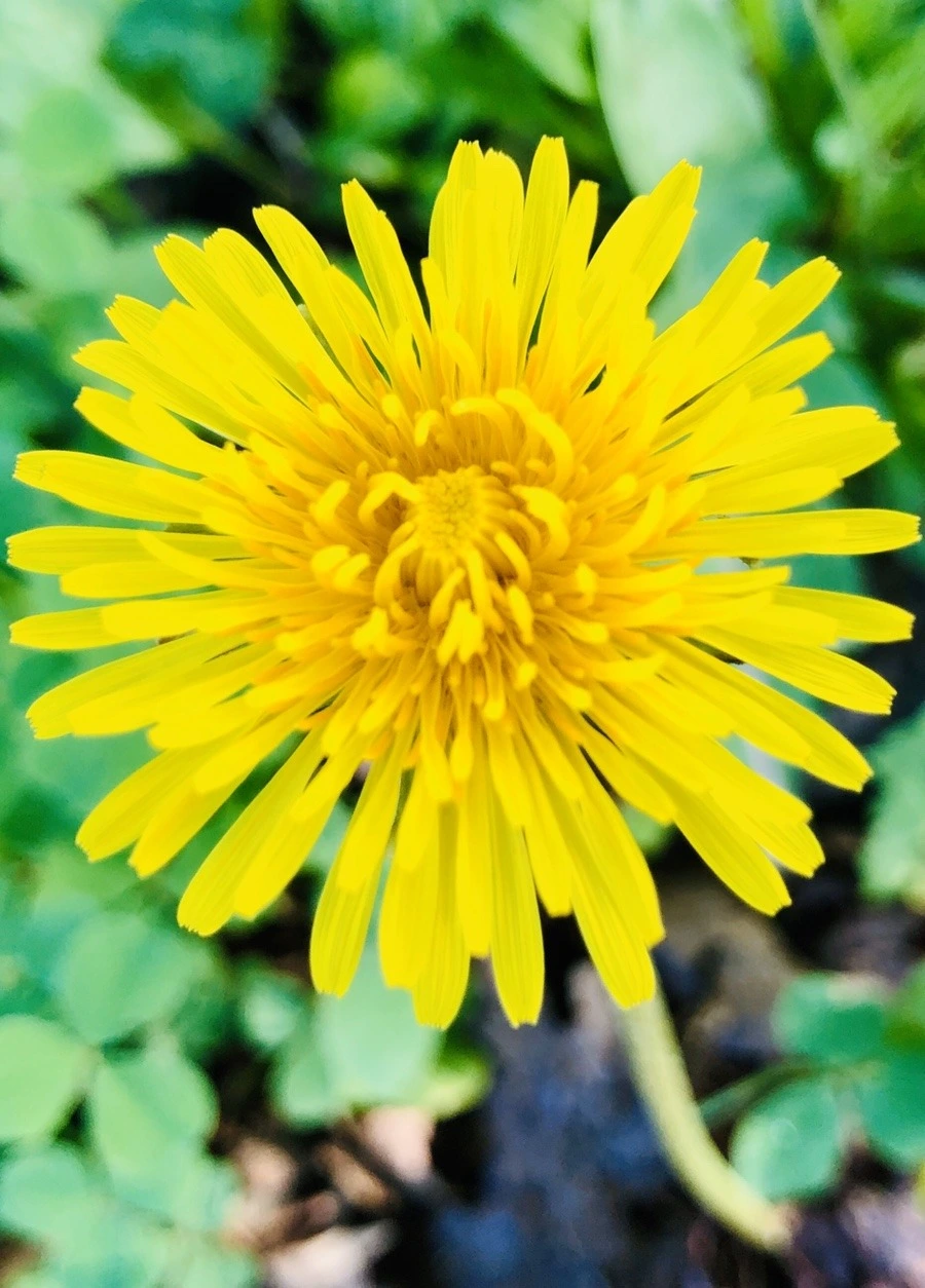 dancozceKFNspne5V4F4YeJM7-o