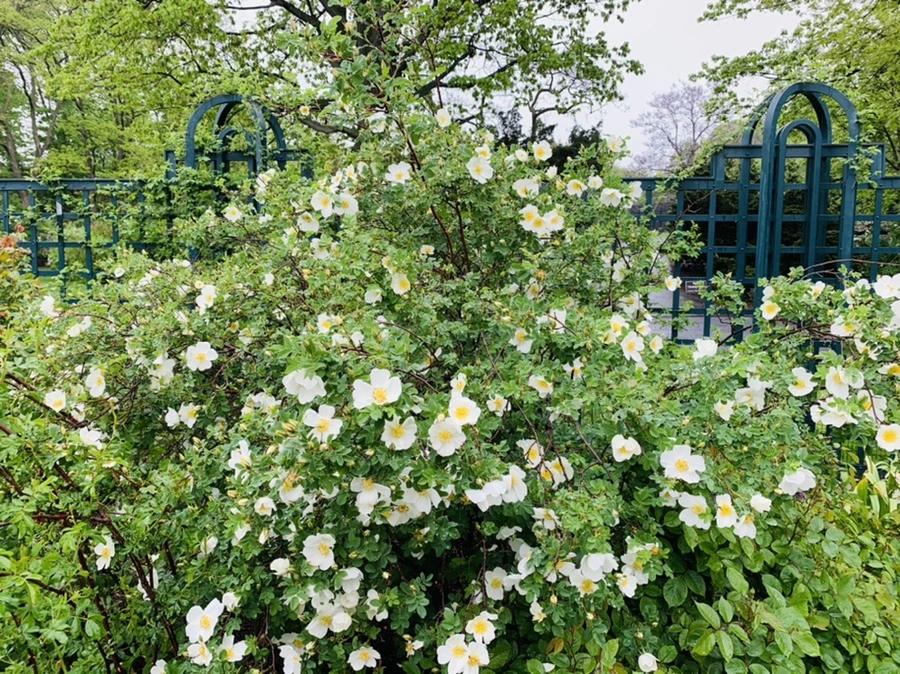 IMG_0020.jpg?type=w966