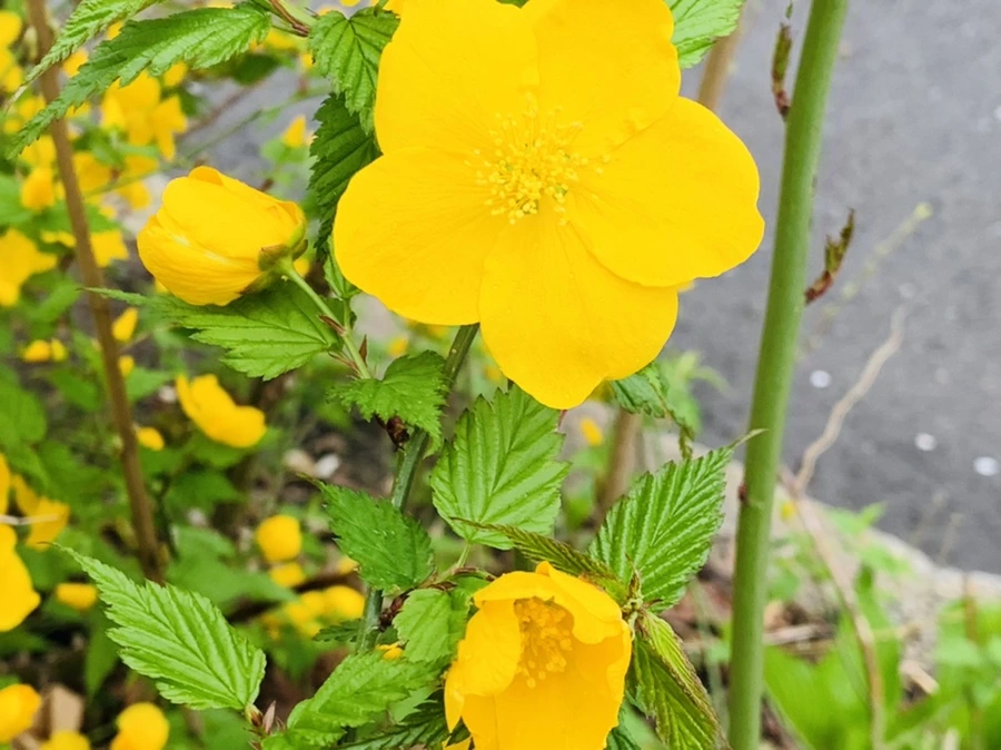 IMG_1253.jpg?type=w966