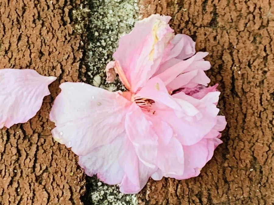 IMG_7199.jpg?type=w966