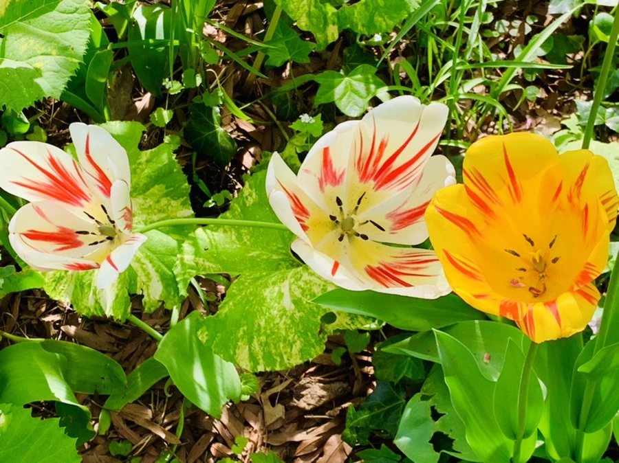 IMG_7035.jpg?type=w966