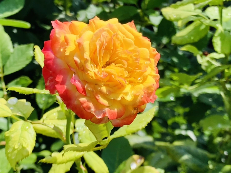 IMG_8470.jpg?type=w966