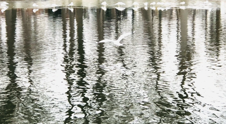 IMG_0996.jpg?type=w966