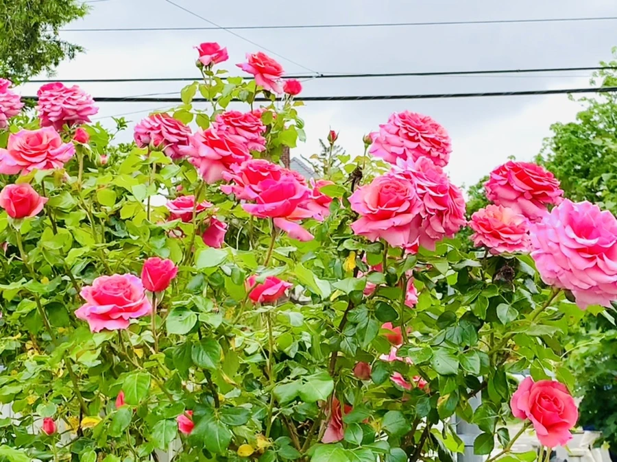 IMG_6093.jpg?type=w966