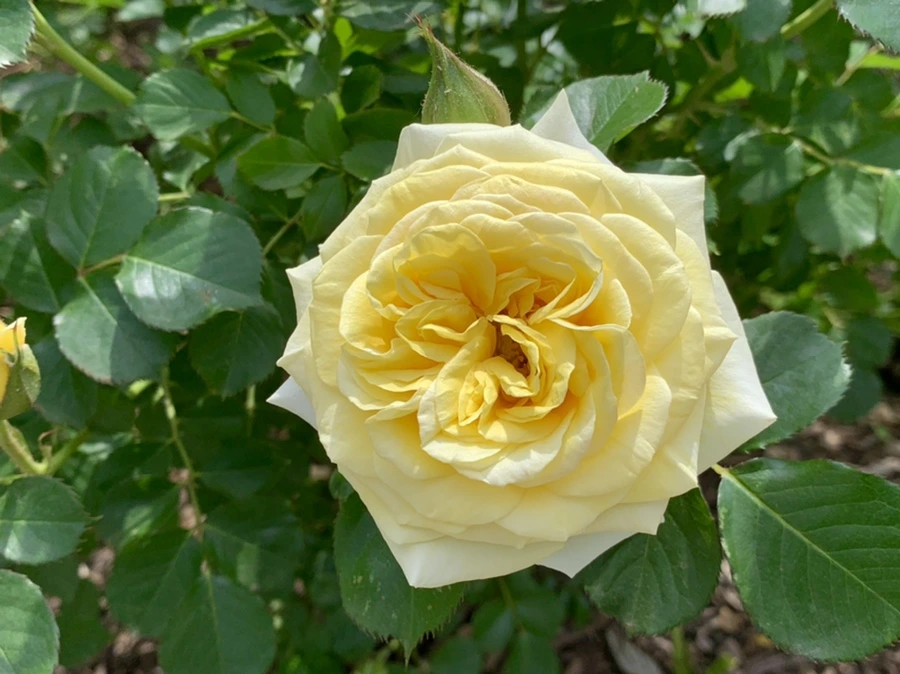 IMG_8539.jpg?type=w966