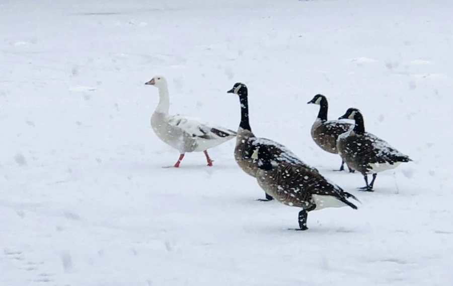 IMG_4140.jpg?type=w966