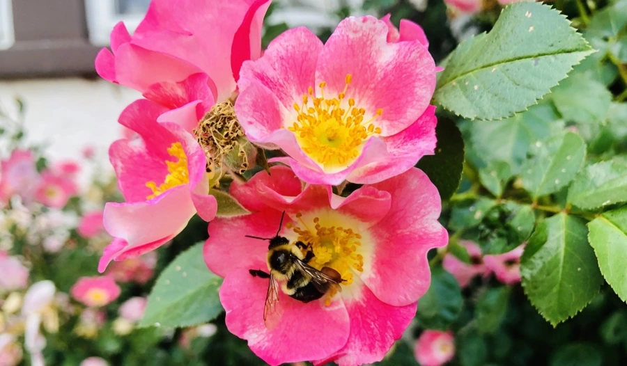 IMG_9970.jpg?type=w966