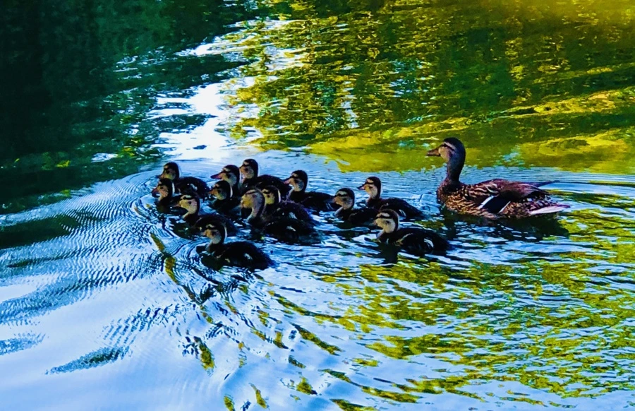 IMG_2705.jpg?type=w966