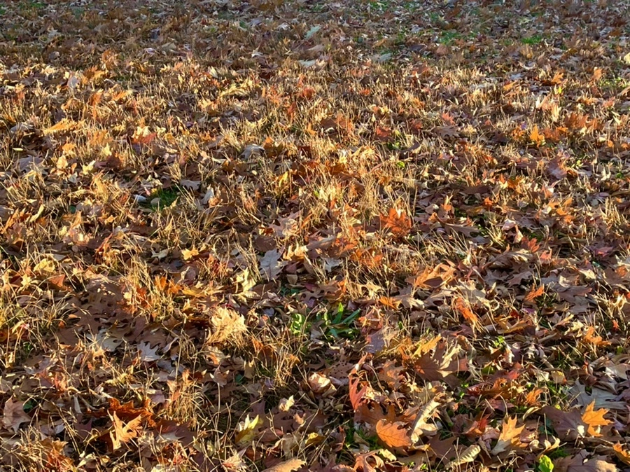 IMG_4092.jpg?type=w966