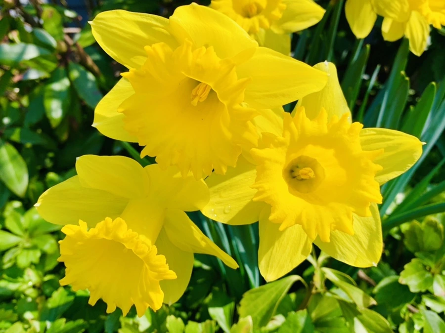 IMG_4324.jpg?type=w966