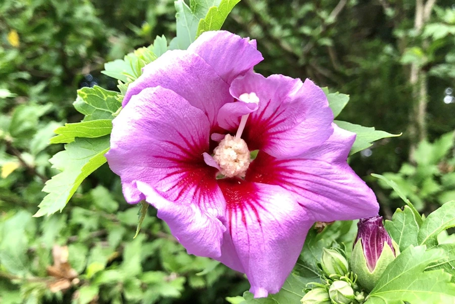 IMG_1589.jpg?type=w966