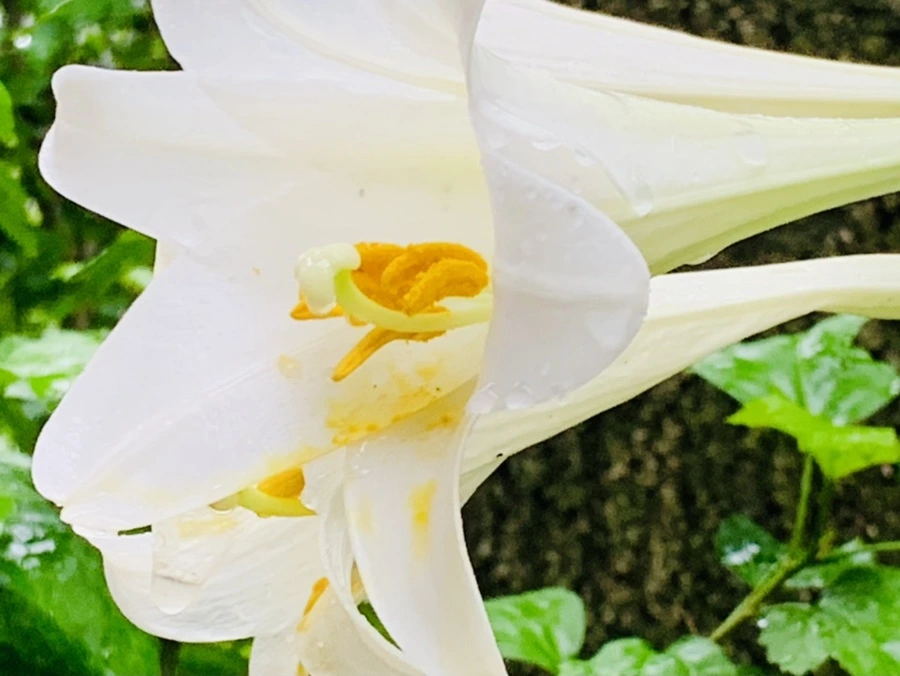 IMG_0104.jpg?type=w966