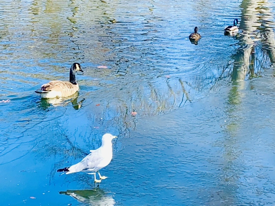 IMG_8286.jpg?type=w966