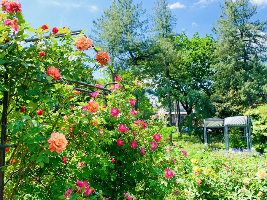 IMG_5860.jpg?type=w966